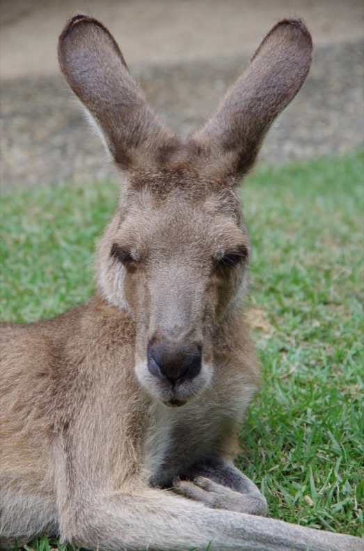 kuranda_kangaroo